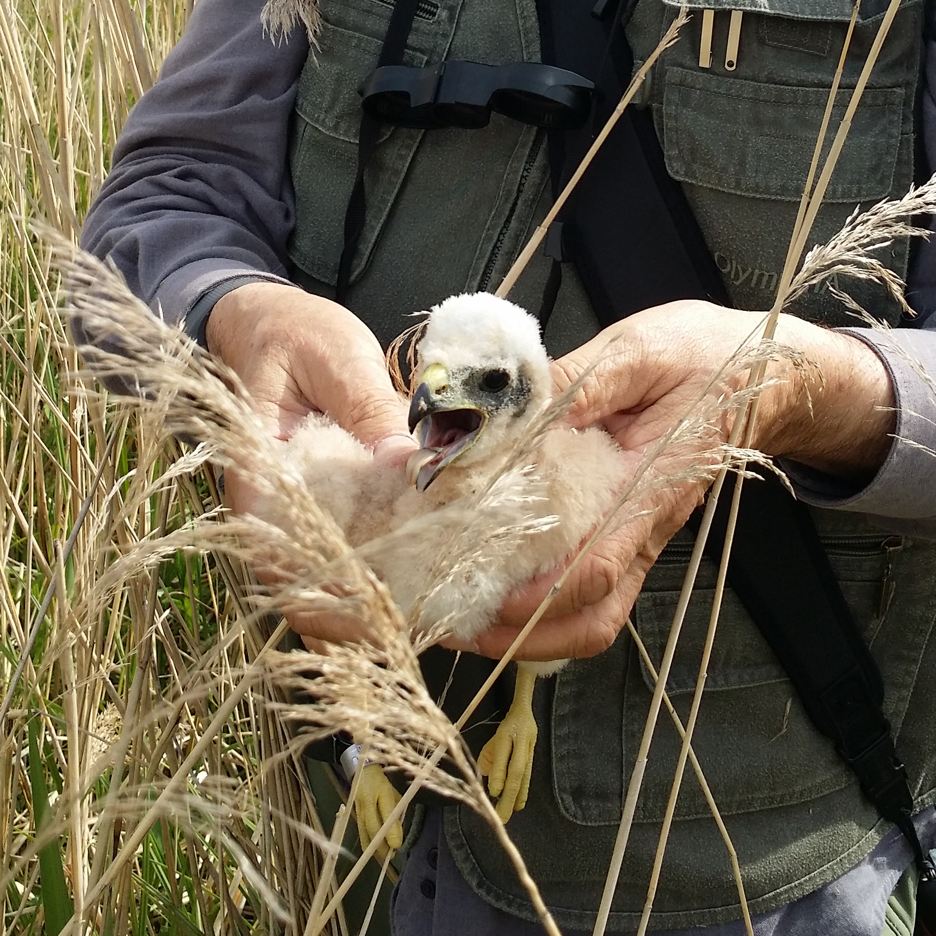 Busard des roseaux (Western Marsh Harrier, Circus aeruginosus), poussin de quelques semaines juste après son baguage, Réserve naturelle de Mont-Bernanchon, Hauts de France.
